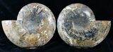 Stunning Wide Agatized Ammonite Pair #14915-3